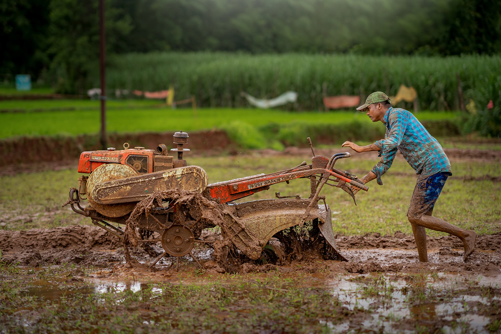 Rice Farming In Konkan, Maharashtra By Krantiveer Shivaji Bhuimbar