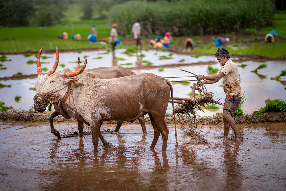 Rice Farming In Konkan, Maharashtra By Krantiveer Shivaji Bhuimbar