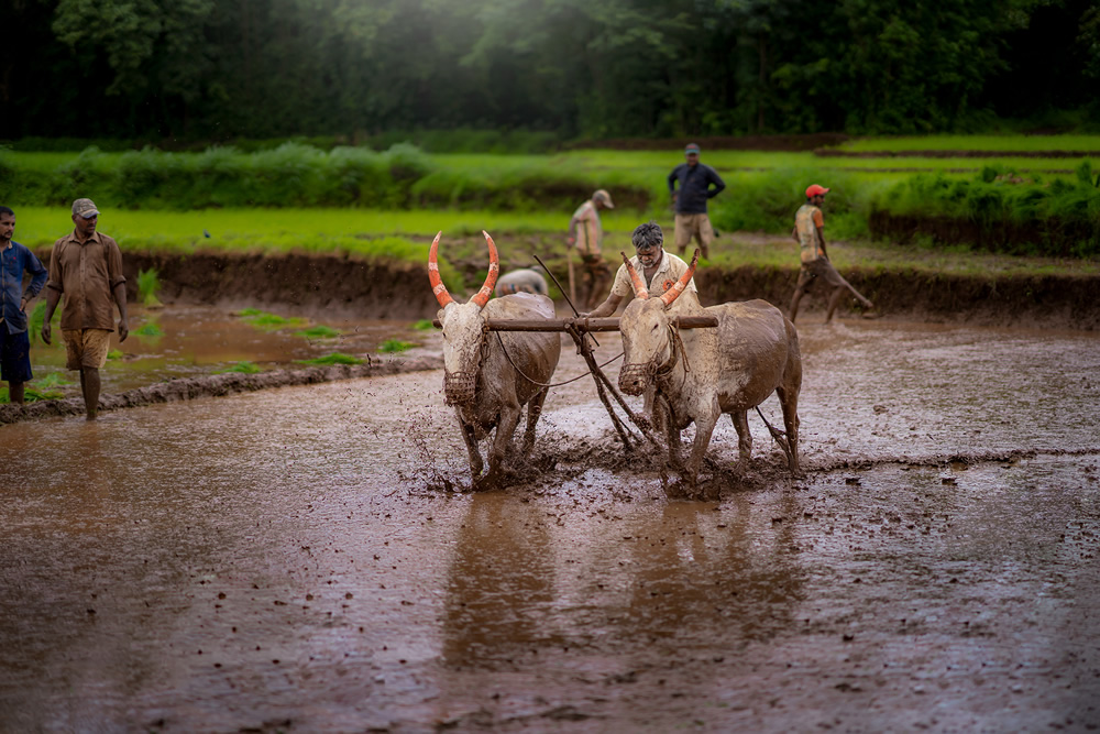 Rice Farming In Konkan, Maharashtra By Krantiveer Shivaji Bhuimbar