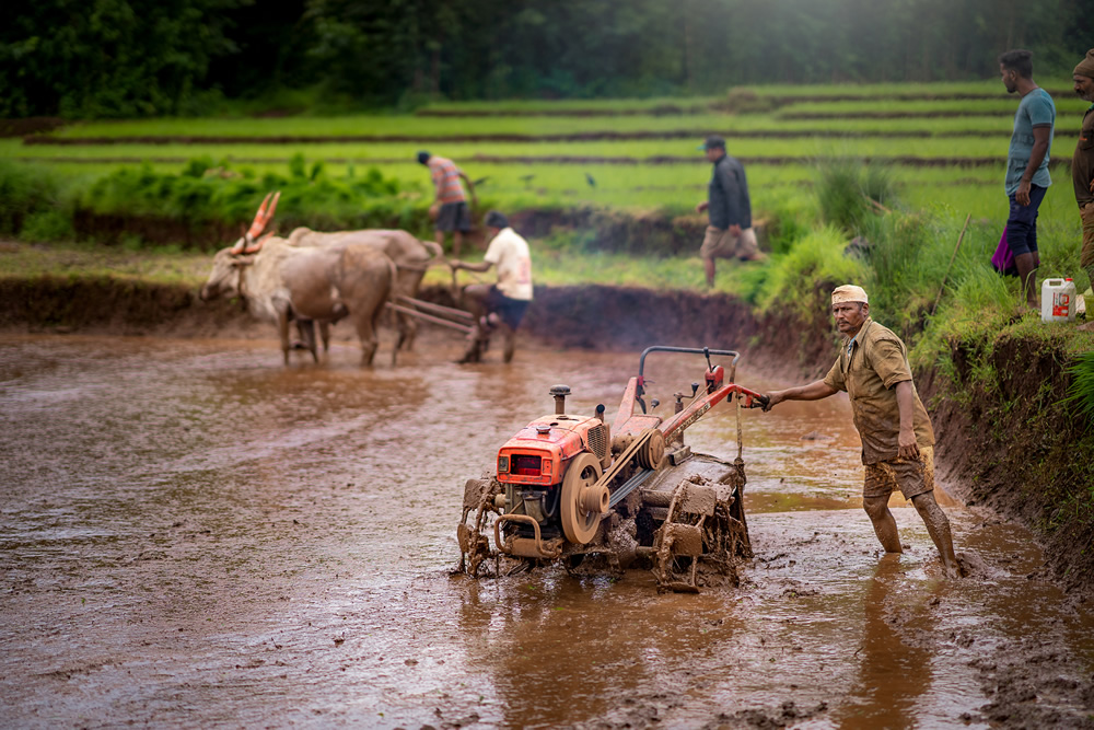 Rice Farming In Konkan, Maharashtra By Krantiveer Shivaji Bhuimbar