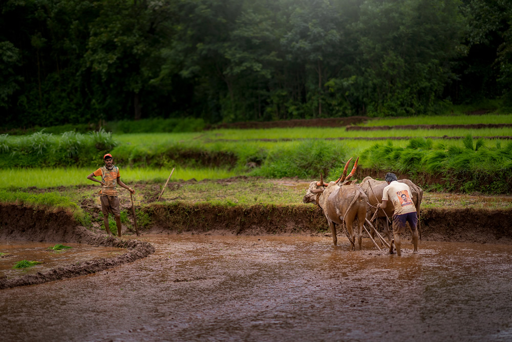 Rice Farming In Konkan, Maharashtra By Krantiveer Shivaji Bhuimbar