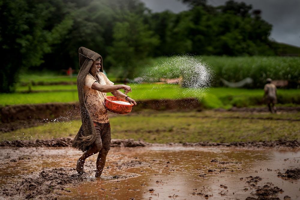 Rice Farming In Konkan, Maharashtra By Krantiveer Shivaji Bhuimbar