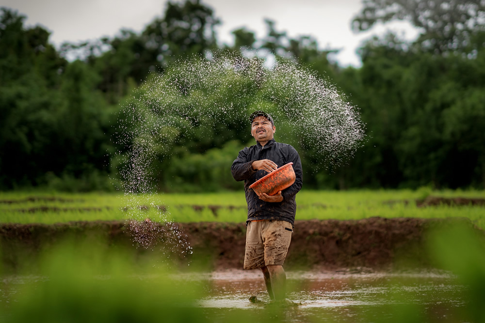 Rice Farming In Konkan, Maharashtra By Krantiveer Shivaji Bhuimbar