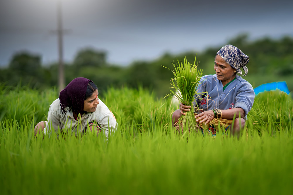 Rice Farming In Konkan, Maharashtra By Krantiveer Shivaji Bhuimbar