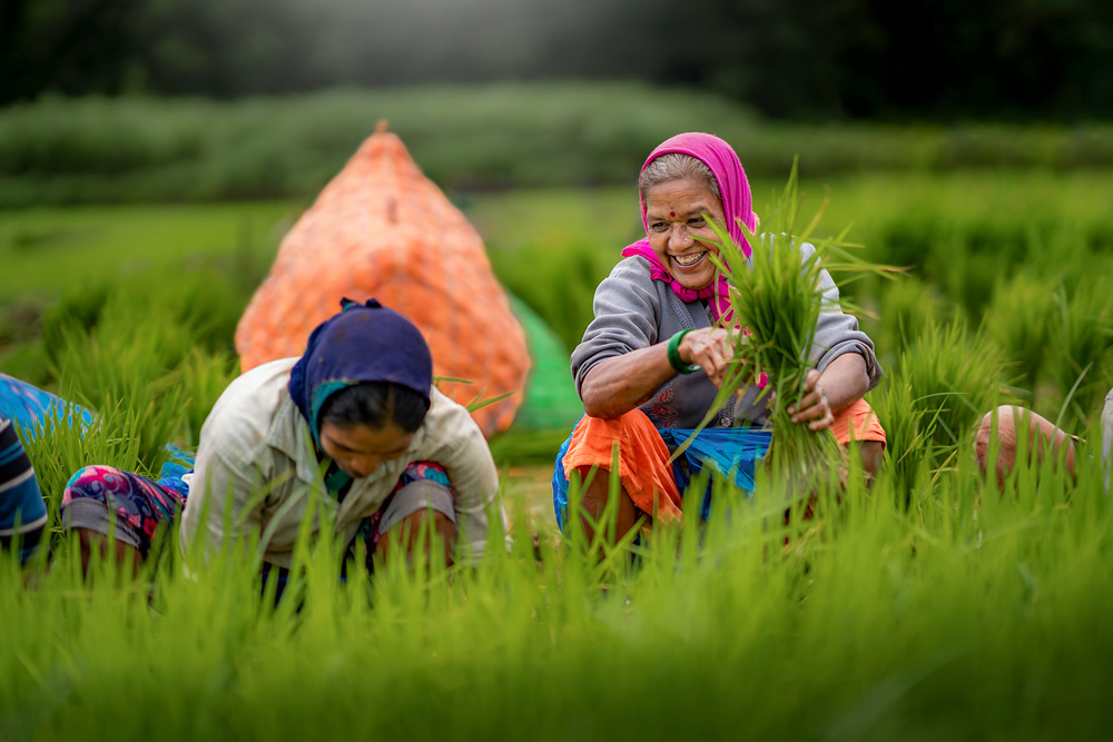 Rice Farming In Konkan, Maharashtra By Krantiveer Shivaji Bhuimbar