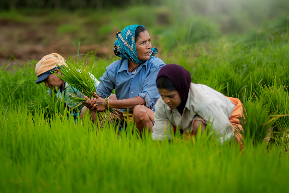 Rice Farming In Konkan, Maharashtra By Krantiveer Shivaji Bhuimbar