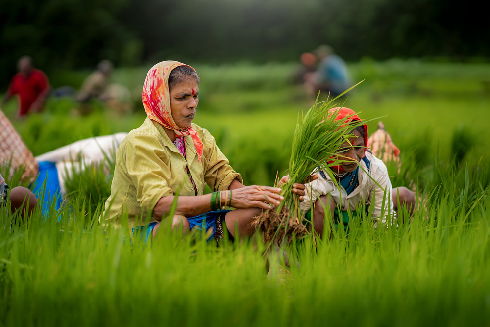 Rice Farming In Konkan, Maharashtra By Krantiveer Shivaji Bhuimbar