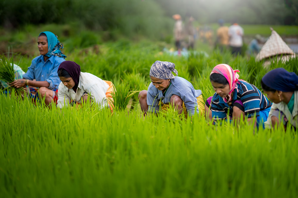 Rice Farming In Konkan, Maharashtra By Krantiveer Shivaji Bhuimbar