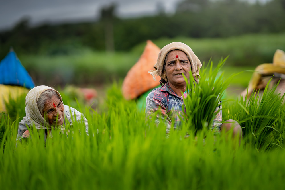 Rice Farming In Konkan, Maharashtra By Krantiveer Shivaji Bhuimbar