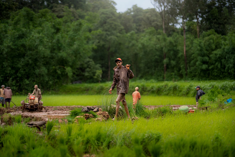 Rice Farming In Konkan, Maharashtra By Krantiveer Shivaji Bhuimbar