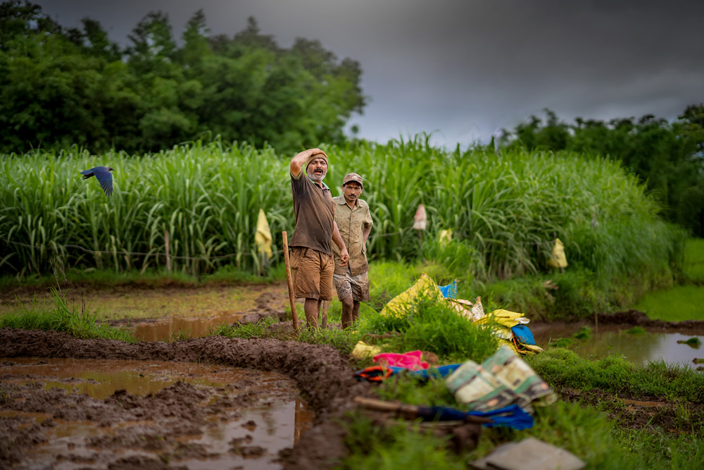 Rice Farming In Konkan, Maharashtra By Krantiveer Shivaji Bhuimbar