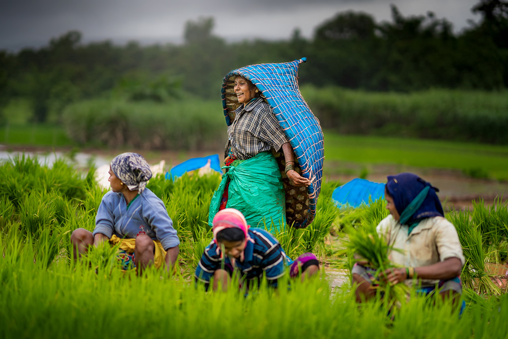 Rice Farming In Konkan, Maharashtra By Krantiveer Shivaji Bhuimbar