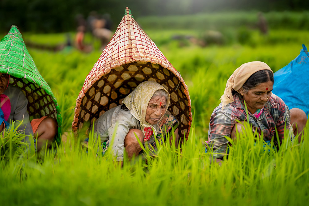 Rice Farming In Konkan, Maharashtra By Krantiveer Shivaji Bhuimbar