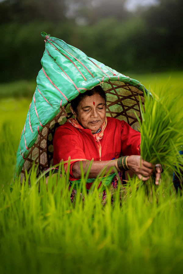 Rice Farming In Konkan, Maharashtra By Krantiveer Shivaji Bhuimbar