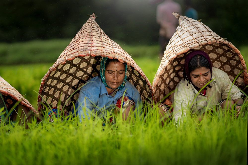 Rice Farming In Konkan, Maharashtra By Krantiveer Shivaji Bhuimbar