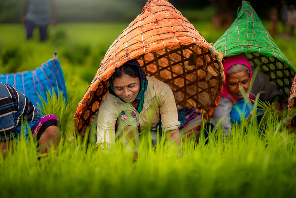 Rice Farming In Konkan, Maharashtra By Krantiveer Shivaji Bhuimbar