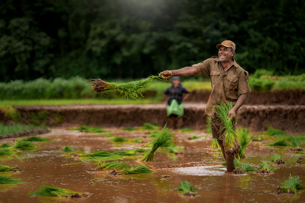 Rice Farming In Konkan, Maharashtra By Krantiveer Shivaji Bhuimbar