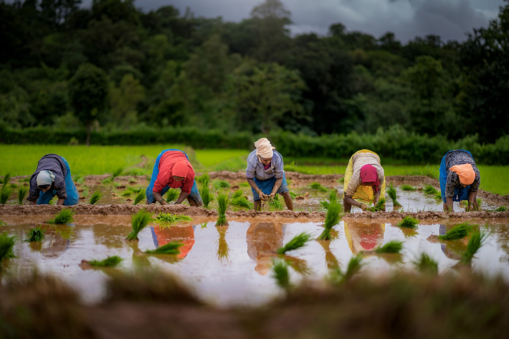 Rice Farming In Konkan, Maharashtra By Krantiveer Shivaji Bhuimbar