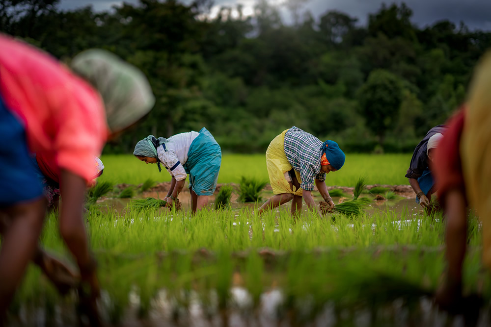 Rice Farming In Konkan, Maharashtra By Krantiveer Shivaji Bhuimbar