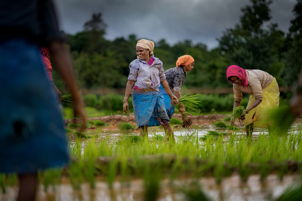 Rice Farming In Konkan, Maharashtra By Krantiveer Shivaji Bhuimbar