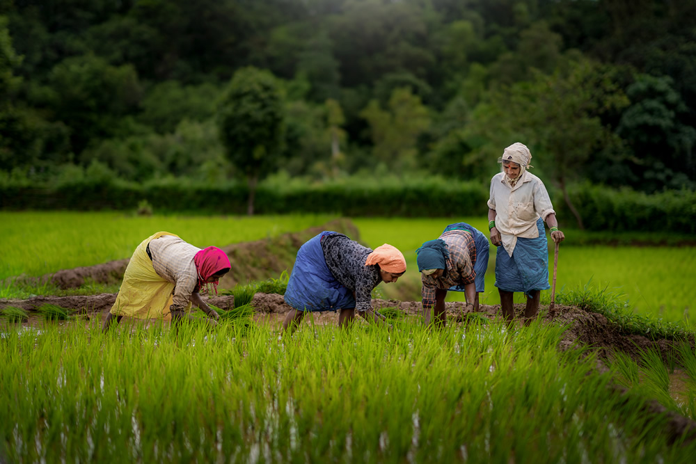 Rice Farming In Konkan, Maharashtra By Krantiveer Shivaji Bhuimbar