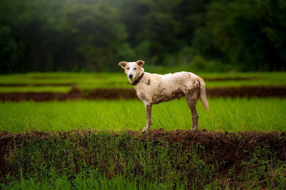 Rice Farming In Konkan, Maharashtra By Krantiveer Shivaji Bhuimbar