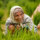 Rice Farming In Konkan, Maharashtra By Krantiveer Shivaji Bhuimbar