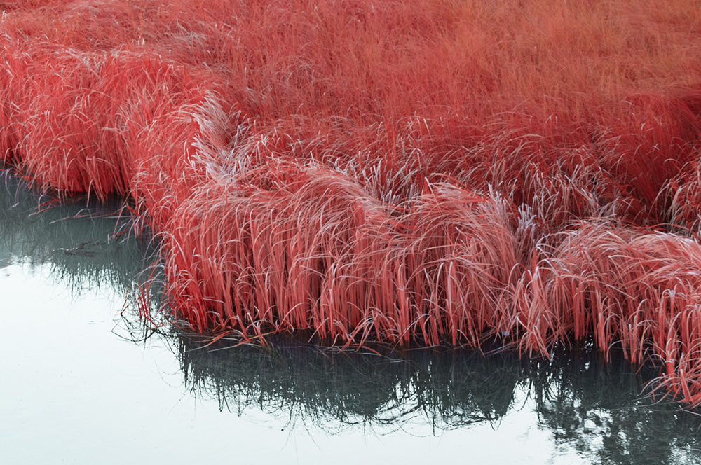 The Strange Series: A Study Of Experimental Infrared Photography by Roland Kramer