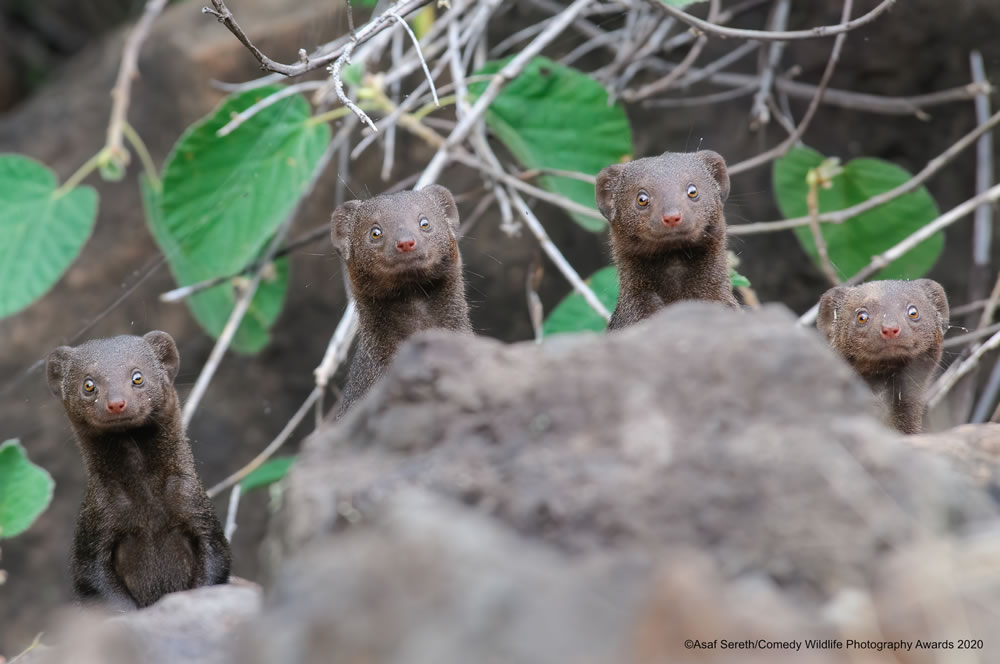 Surprise Smiles by Asaf Sereth