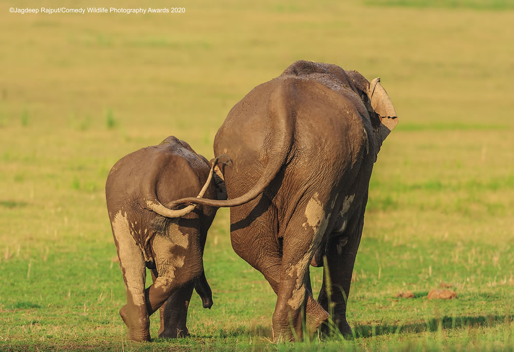 Like mother like daughter by Jagdeep Rajput