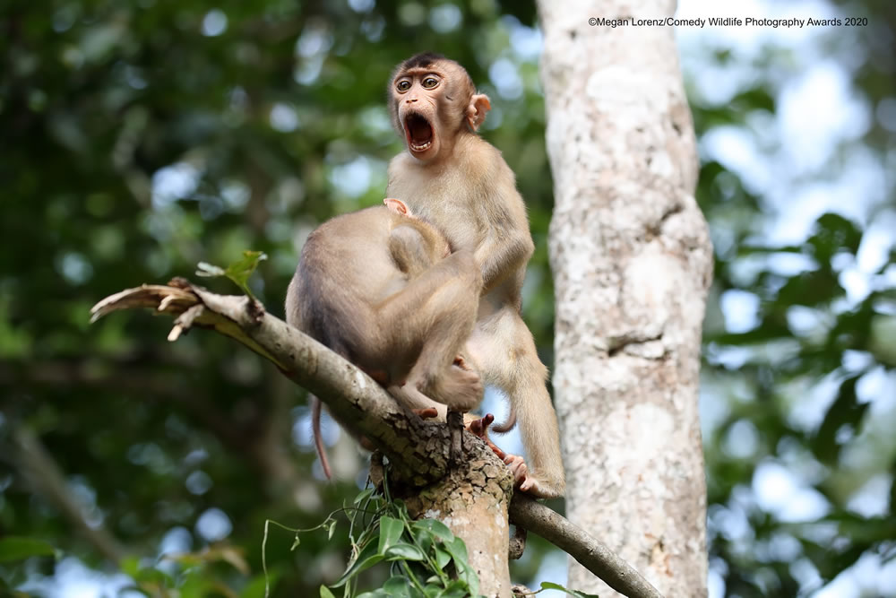 Monkey Business by Megan Lorenz