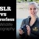 Mirrorless Vs DSLR For Wildlife Photography