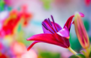 Frederic Gombert, France