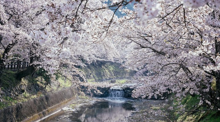 Japanese Photographer Yin Ying Beautifully Captured Four Seasons In Kyoto