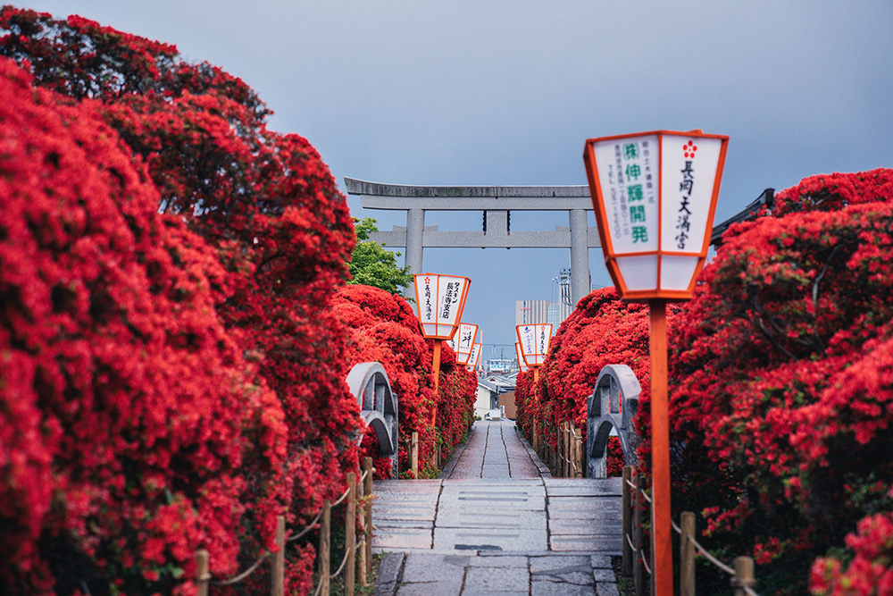 Japanese Photographer Yin Ying Beautifully Captured Four Seasons In Kyoto