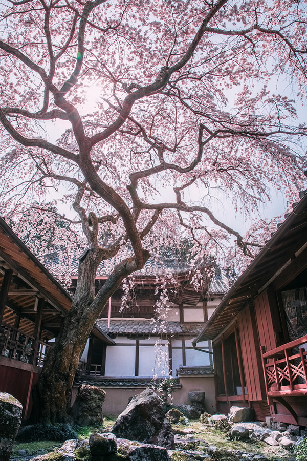 Japanese Photographer Yin Ying Beautifully Captured Four Seasons In Kyoto