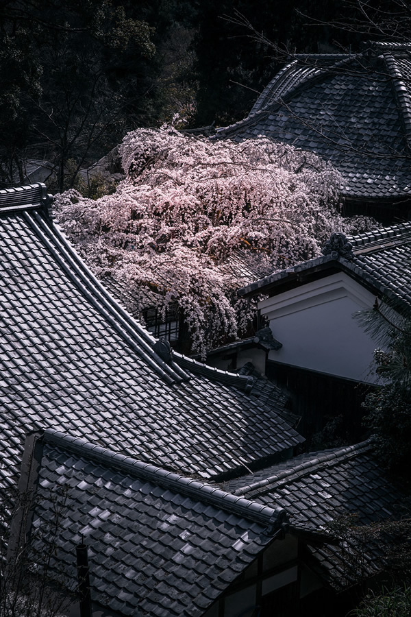 Japanese Photographer Yin Ying Beautifully Captured Four Seasons In Kyoto