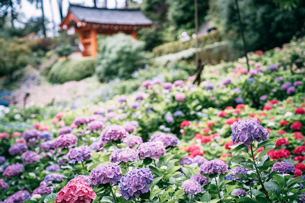 Japanese Photographer Yin Ying Beautifully Captured Four Seasons In Kyoto