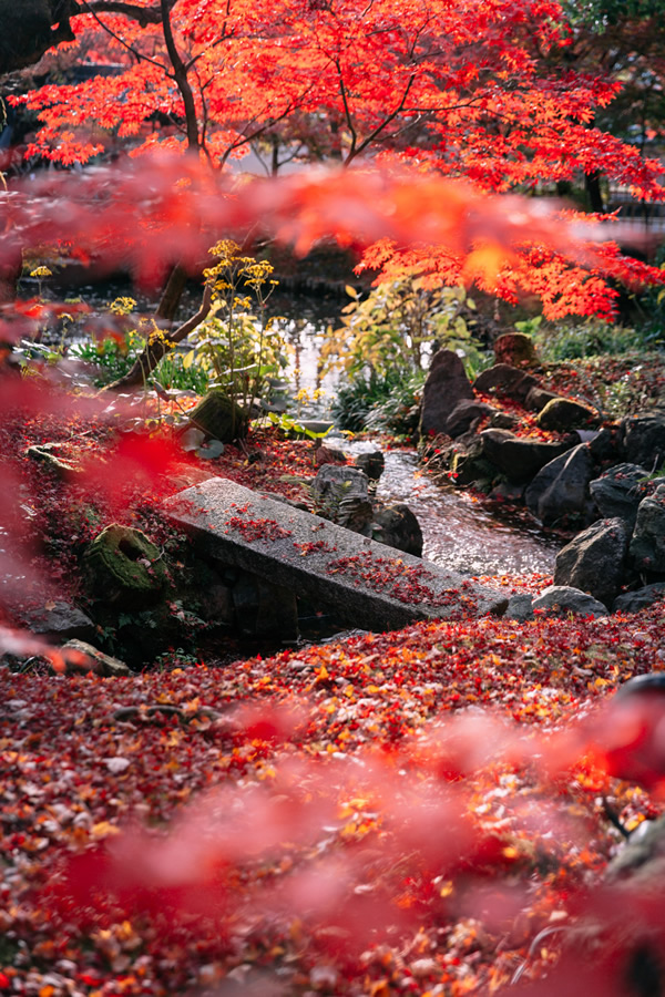 Japanese Photographer Yin Ying Beautifully Captured Four Seasons In Kyoto