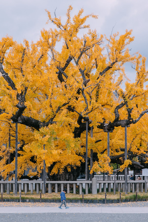 Japanese Photographer Yin Ying Beautifully Captured Four Seasons In Kyoto