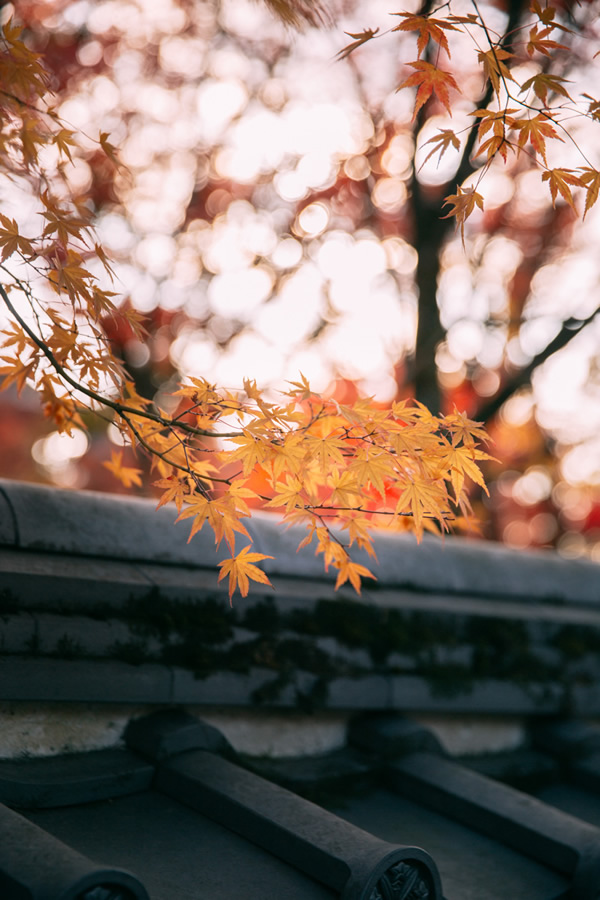 Japanese Photographer Yin Ying Beautifully Captured Four Seasons In Kyoto