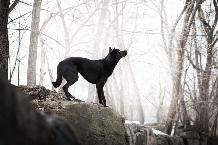 Black Animals Are Awesome By Canadian Photographer Chantal Levesque