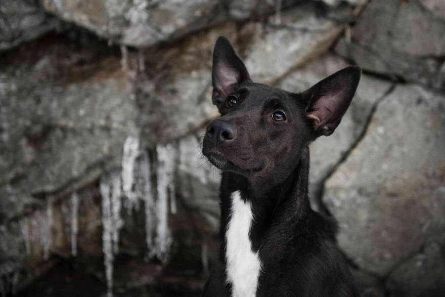 Black Animals Are Awesome By Canadian Photographer Chantal Levesque