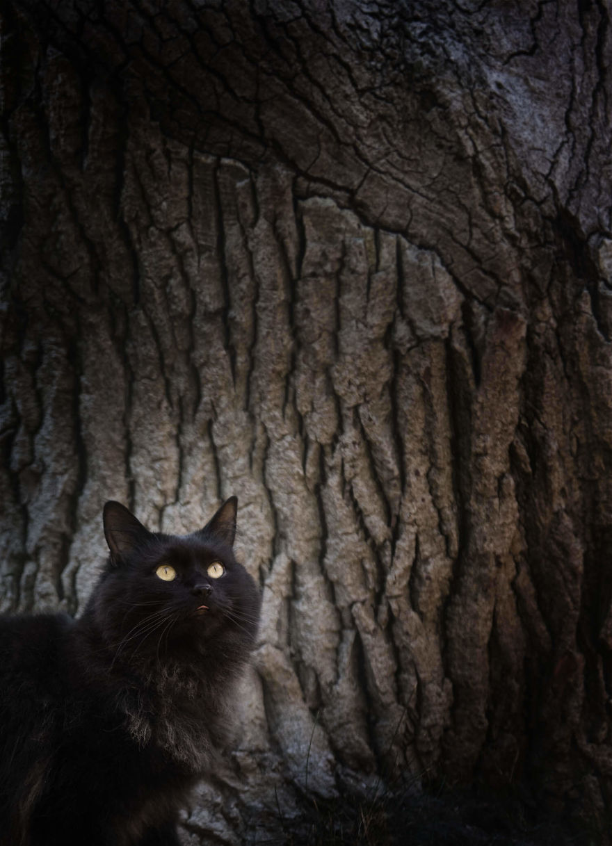 Black Animals Are Awesome By Canadian Photographer Chantal Levesque