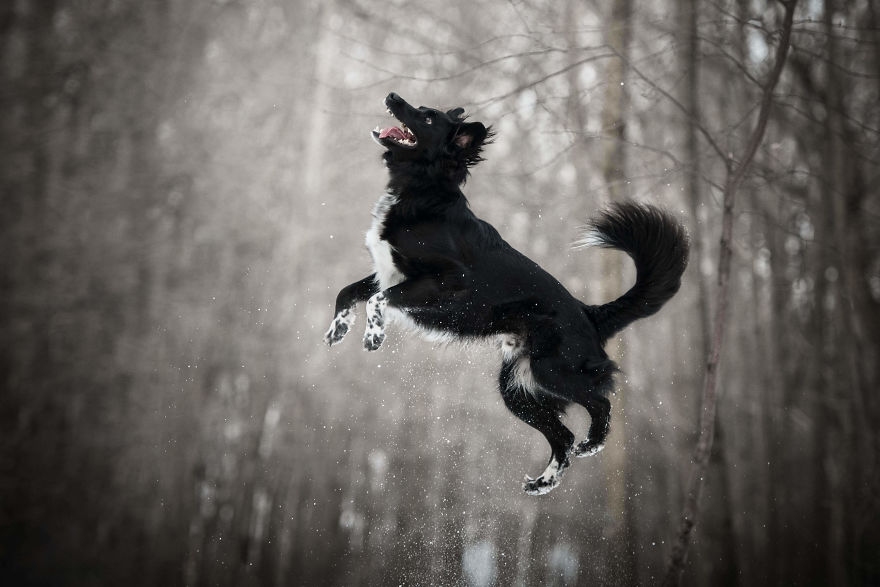 Black Animals Are Awesome By Canadian Photographer Chantal Levesque