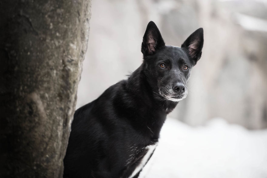 Black Animals Are Awesome By Canadian Photographer Chantal Levesque