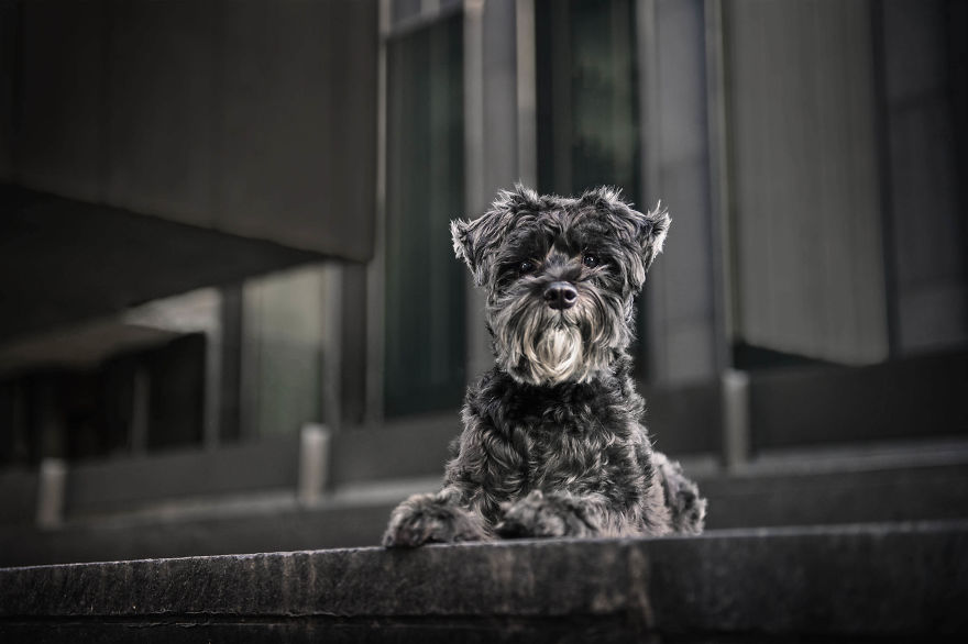 Black Animals Are Awesome By Canadian Photographer Chantal Levesque