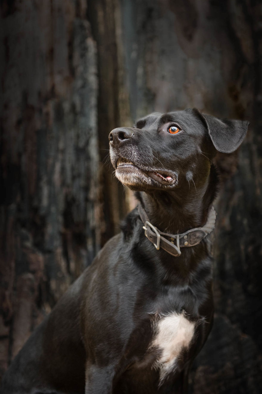 Black Animals Are Awesome By Canadian Photographer Chantal Levesque