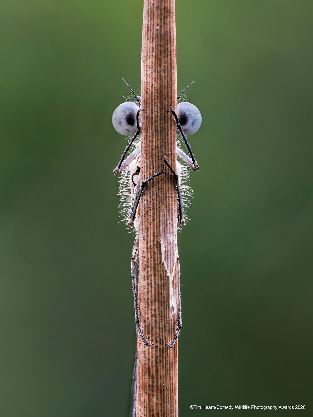 The Winners Of 2020 Comedy Wildlife Photography Awards