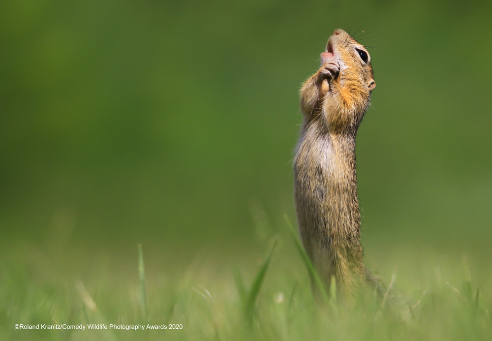 The Winners Of 2020 Comedy Wildlife Photography Awards